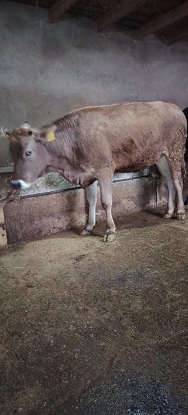 ov iti satilir: Dişi düyə damazlıq südlük ətliyə yararlıdır Ünvan Novxani — 4