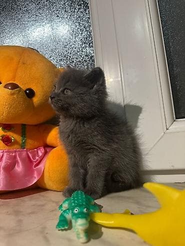 Pişiklər: Yaxşı əllərə — 6