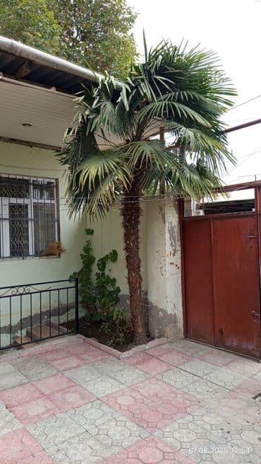 polad ağacı: Bu xurma ağacı həm dekorativ, həm də praktiki məqsədlər üçün uyğundur — 1