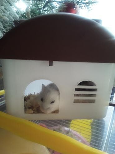 siçan telesi: Xan­da­nar/siçan/hamster üçün tam dəst qəfəs. Xüsusiyyətlər: - Metall — 10