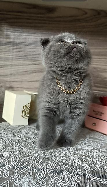 pisiklerin satisi: Şotland yastı qulaq, Dişi — 3