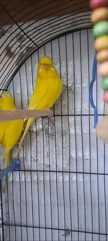 qəfəs: Məhsul: Sarı rəngli dalğalı papuqay cütü və tam avadanlıqlı qəfəs — 4