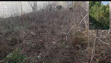 Gübrələr: Gilas tingləri 500-600 ədəd arası bir il bir il yarimliqdilar yarım — 2