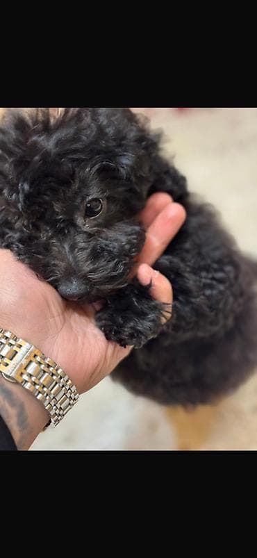 Pudel, 3 ay, Dişi, Peyvəndli