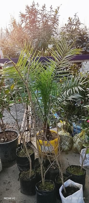 ev dekor: Satılır: dekorativ qapalı/açıq məkan bitkiləri - Saksıda sikas (Cycas — 7