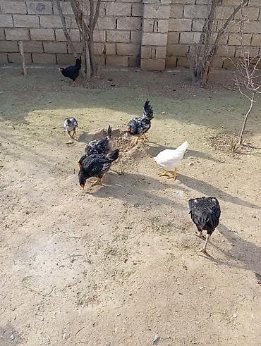 gence xoruz: 13 fere 2 xoruz 4 aylıqdılar — 3