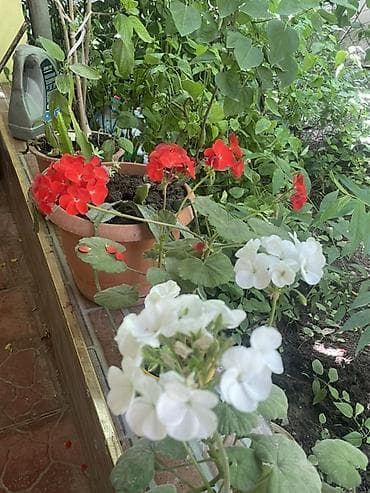 gul dekoru: Qırmızı və ağ çiçəkləri olan saksı muşkası (qərənfil/geranium) - — 1