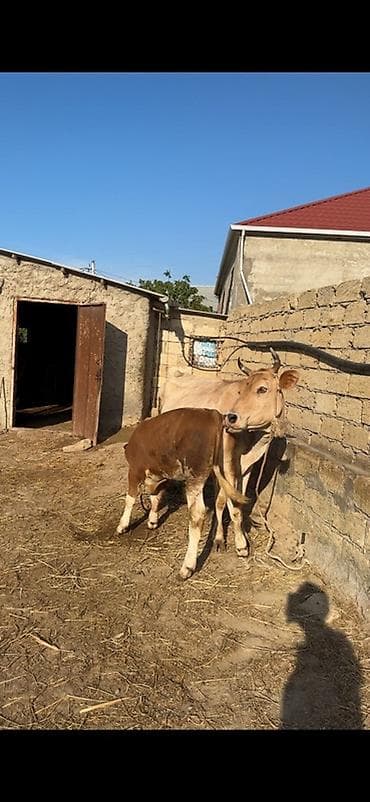 afcarka bala: Erkək simmental balalı inək satılır. Bala süni mayalanmadan olub. 4 — 9