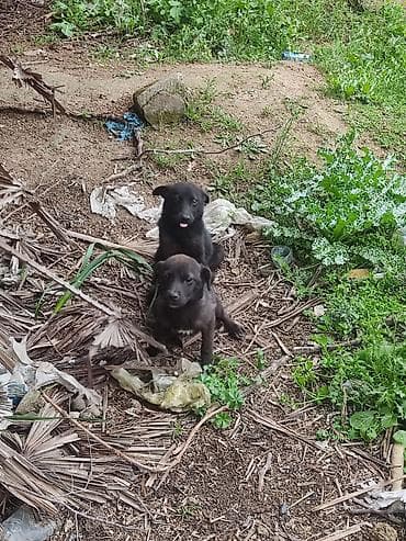 qaz heyvan: 6 ay — 2