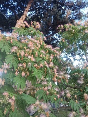 Sifarişlə əl işləri: Umumi temizlik umumi abadlik biz gelib heyeti umumi seliqeye salirik — 6