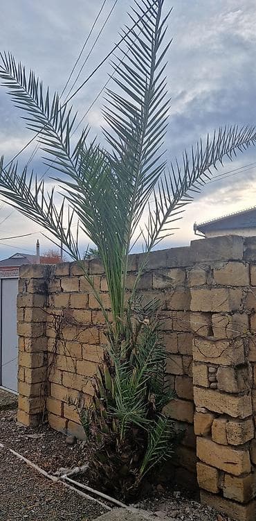 zolotoy us bitkisi: Xurma palmisi (Phoenix dactylifera) – həyət və bağ üçün dekorativ iri — 2