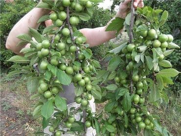 zeytun satışı: Alça qələmi "saglam tinglər saglam bagçiliqin təminatidir"🌱 yeni əkin — 1