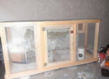 heyvan adlari: Salam quşlar üçün yuvadır təmiz taxdadan içərisində quş yumurtlaması — 3