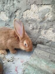 Inəklər, öküzlər: Temiz karlik diwidir erkeyi oladigna gore satiram — 8