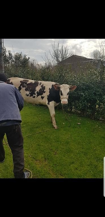 Qaramal – erkək dana (qara-ağ alaca) simental 1 il 8 ayliq hundur