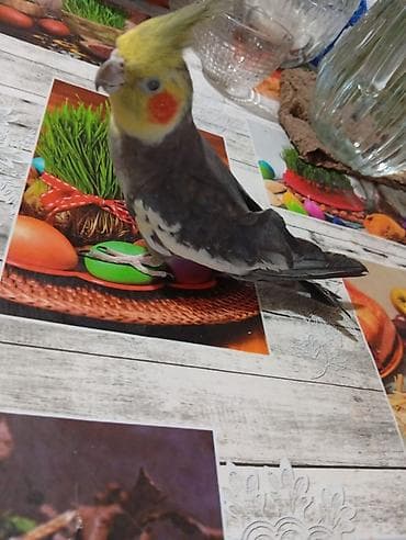 hid qusu: Satılır! 🐦 5 ədəd sağlam Korella quşu (3 dişi, 2 erkək) və əlavə — 5