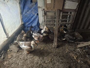 ağdam xoruzu gence: Самец, Для разведения — 4