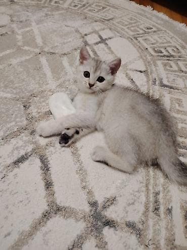 anqor pisik: Şotland yastı qulaq, Dişi — 4