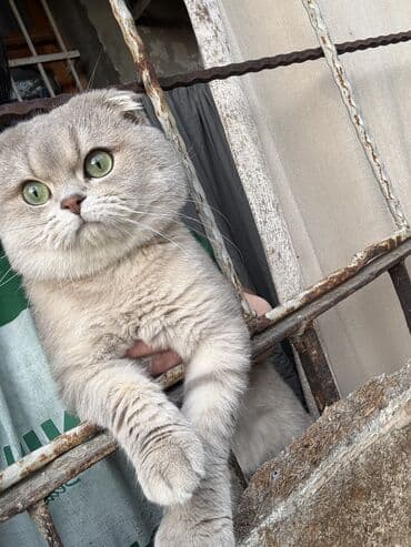 vəhşi pişik: Şinşilla, Erkək, Cütləşmə üçün — 6