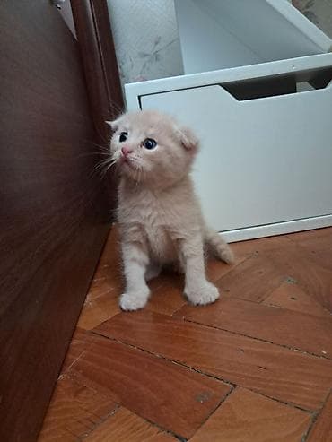 dosan sekili: Britan, Dişi, Yaxşı əllərə, Pulsuz çatdırılma — 5