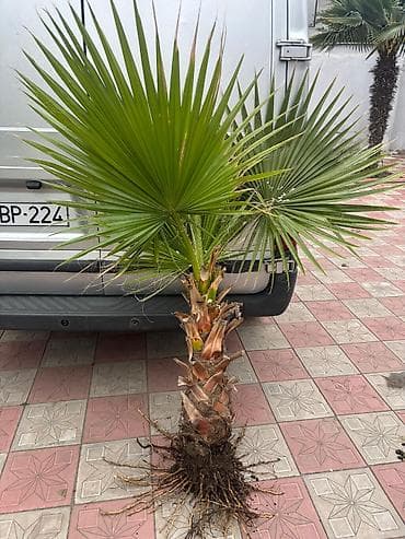 kiparis ağacı: Vaşınqton palma ağacları satılır qiymətlər palmaya görə dəyişir 10 — 2