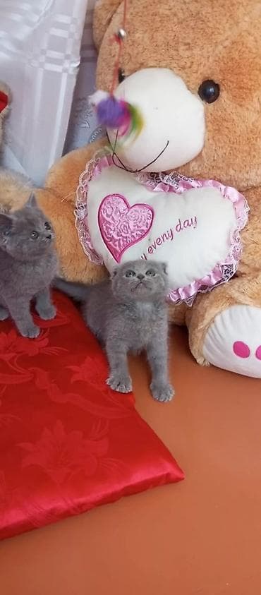 lalafo pisik: Şotland — 6