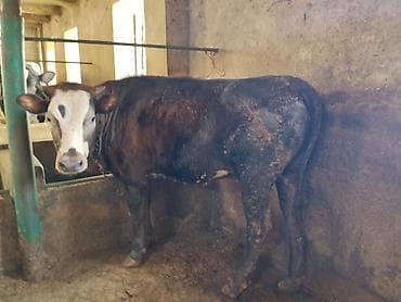 simmental inək cinsi: Dana, buzov, Dişi, Simental, ay: 11, 120 kq, Damazlıq, Ünvandan götürmə — 4