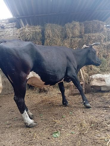 mal inək: Dişi, il: 5, Südlük, Ünvandan götürmə — 4