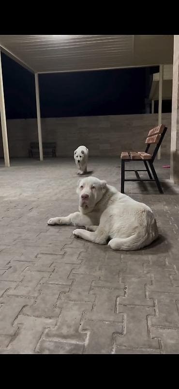 heyvan cantası: Alabay — 2