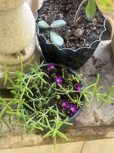 yumru xalça: Xalça — 14