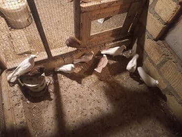 клетка для попугая купить: Məhsul: Qübbəli quşxanada saxlanan dekorativ göyərçinlər dəsti — 5