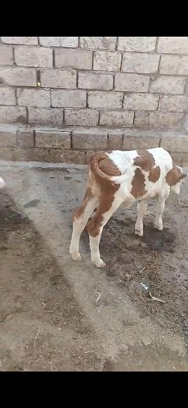 quş satılır: Satlıq buzovlar - Cins tipi: simmental temiz 2 dişi damazlıq biri 2 — 2
