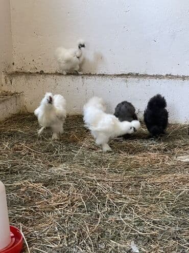 simmental inək cinsi: Toyuq, Damazlıq — 7