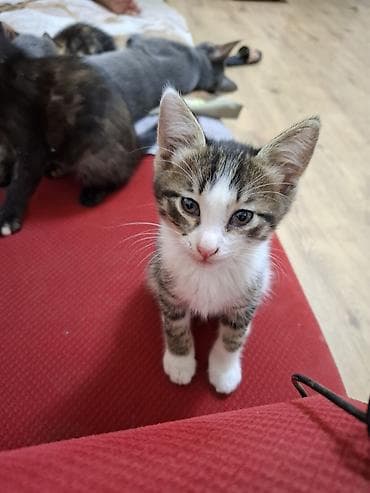 heleb keçi: Erkək — 6