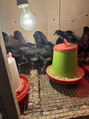 cuce setkasi: Toyuq cücələri, Ətlik — 4