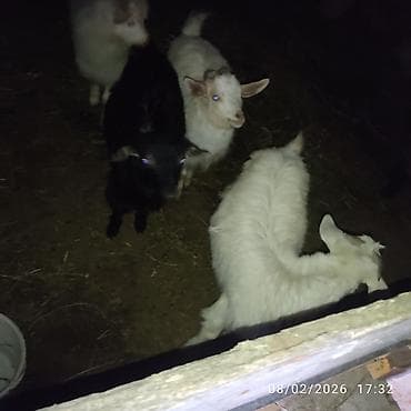 cepis: Çəpiş 6ededdi hamsini götürənə üst usde 100az tek tek ferqli qiymetdi — 3