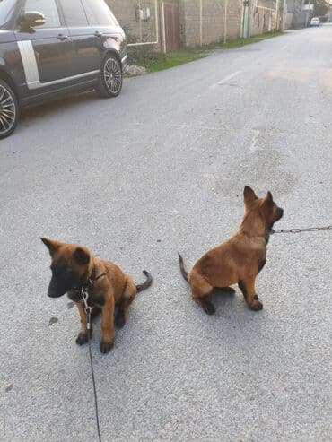 Belçika çoban iti, 2 ay, Erkek, Peyvəndli, Ünvandan götürmə lalafo.az -da Belçika çoban iti, 2 ay, Erkek, Peyvəndli, Ünvandan götürmə