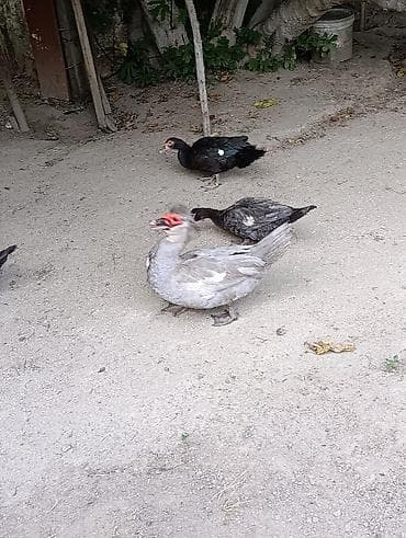 Lal Ordək. Lavanda. Macar. Zümrüd. Balası Satılır. 5 AZN. Sort