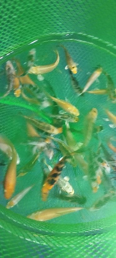 zvanok it satilir: Koi, Sülhsevər, Ödənişli çatdırılma — 4