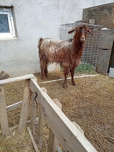 Saqız/Angora tipli uzun tüklü erkək keçi - Növ: Yerli uzun tüklü lalafo.az -da Saqız/Angora tipli uzun tüklü erkək keçi - Növ: Yerli uzun tüklü