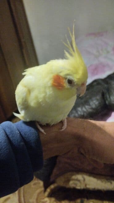 Növ: Nimfa tutuquşu (cockatiel), açıq sarı rəng, yanaqlarda narıncı