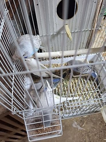 turac quş: Tutuqusu balalari satilir. 6 denedi. 2 ag 3 goy 1 acig mavi — 6