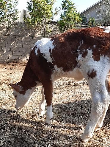 avcarka type 1: Bir erkey bir disi erkey 5 ayliqdı disi 1 ay yarımdı smental arginal — 8