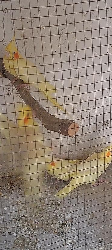 Tutuquşları: Məhsul: Nimfa tutuquşusu (Cockatiel) 3 bala satilir, 2 sari bir #sari — 6