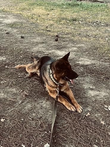 Alman çoban iti, 4 il, Dişi, Cütləşmə üçün, Ödənişli çatdırılma