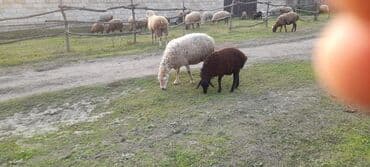 cucə və xoruz təmsil: Qoyun sürüsü satılır. ümumi 80 baş 60 quyun 10 yay quzusu 10 — 7