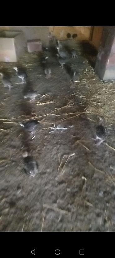 hind: Dişi, Kanada, Ətlik, Ödənişli çatdırılma — 6