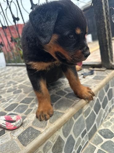 erkek: Labrador-retriver, 2 ay, Erkek, Peyvəndli — 4