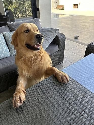 sort itler: Retriever, 5 il, Erkek, Cütləşmə üçün — 3