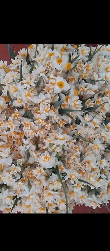 nergiz gulleri: Məhsul: Nərgiz (Narcissus) kəsmə güllər Təsvir: - Ağ ləçəklər və — 1